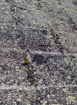 curb appeal dont wait clean your roof now